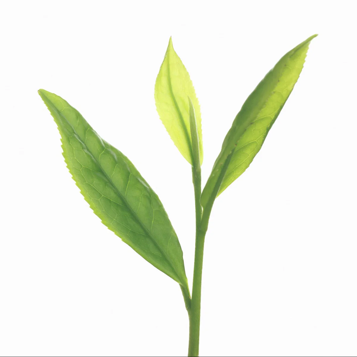 BENIFUKI – Allergy Relief Japanese Green Tea (30 Tea Bags) - Image 4