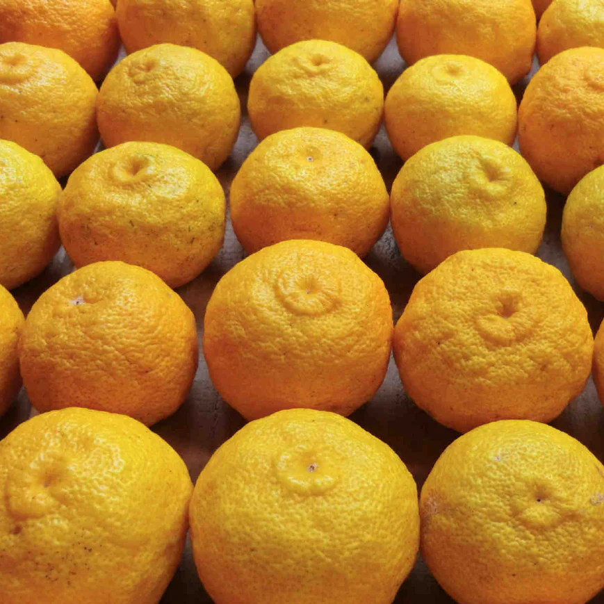 Organic Yuzu Marmalade - Image 7