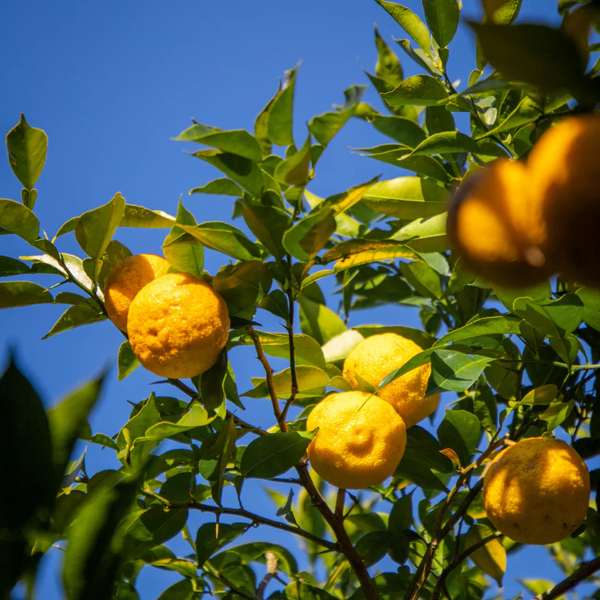 Organic Yuzu Marmalade - Image 8