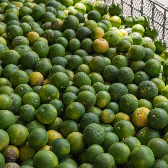 Pure Sudachi Citrus Extract - Image 5