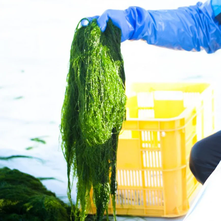 Suji-Aonori Dried Seaweed - Image 9
