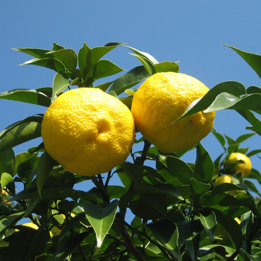 Tokushima Yuzu Salt - Image 5